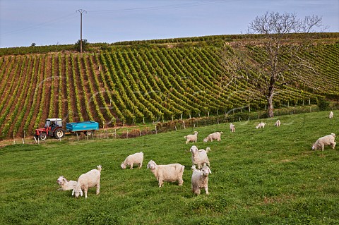 Sheep in field by vineyard at MontignylsArsures Jura France Arbois