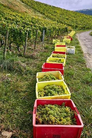 Crates of harvested Savagnin grapes in vineyard of Domaine Henri Maire at MentruleVignoble Jura France  ChteauChalon
