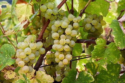 Savagnin grapes in vineyard at MentruleVignoble Jura France  ChteauChalon