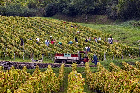 Harvesting Savagnin grapes in vineyard of Philippe Guillon ChteauChalon Jura France ChteauChalon
