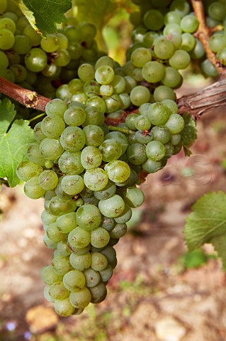 Sauvignon Blanc grapes in vineyard of Domaine Didier Dagueneau StAndelain Nivre France PouillyFum