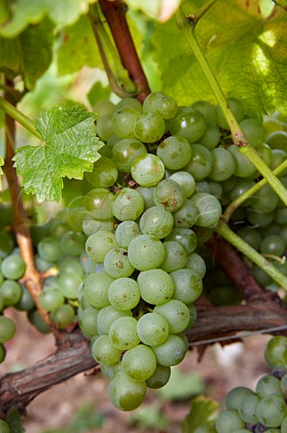 Sauvignon Blanc grapes in vineyard of Domaine Didier Dagueneau StAndelain Nivre France PouillyFum