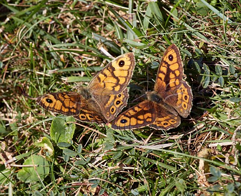 Pair of Wall butterflies courting Mill Hill Nature Reserve ShorehambySea Sussex England