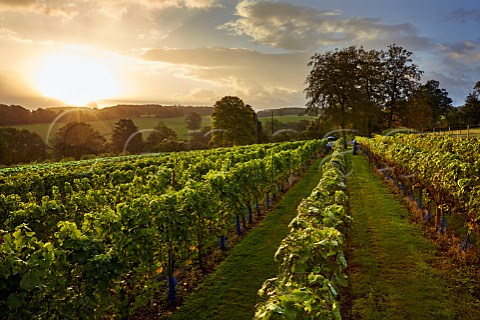 Rain shower at sunrise in High Clandon Estate vineyard on the North Downs at Clandon Downs Near Guildford Surrey England