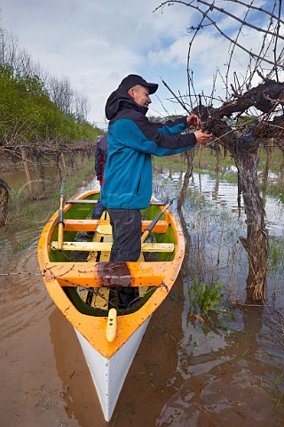 Pruning Syrah vines from a boat in a flooded vineyard of Lomas de Cauquenes Cauquenes Maule Valley Chile