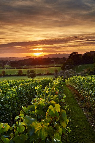 Sunrise over Mount Harry Vineyard the home of Sugrue South Downs sparkling wine  Offham near Lewes Sussex England