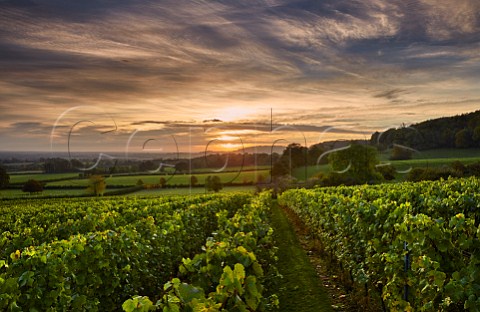 Sunrise over Mount Harry Vineyard of Sugrue South Downs sparkling wine  Offham near Lewes Sussex England