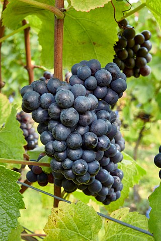 Pinot Noir grapes at Mount Harry Vineyard of Sugrue South Downs sparkling wine  Offham near Lewes Sussex England