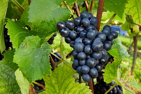 Pinot Noir grapes at Mount Harry Vineyard of Sugrue South Downs sparkling wine  Offham near Lewes Sussex England