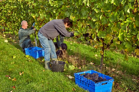 Picking Pinot Noir grapes at Mount Harry Vineyard of Sugrue South Downs sparkling wine  Offham near Lewes Sussex England