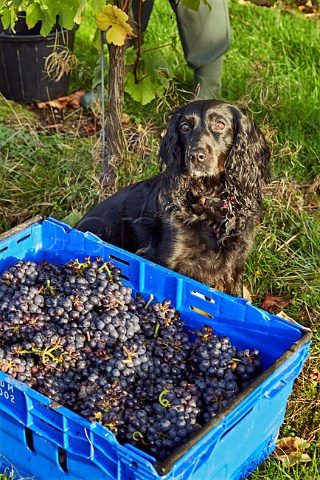 Crate of Pinot Noir grapes at Mount Harry Vineyard of Sugrue South Downs sparkling wine  Offham near Lewes Sussex England