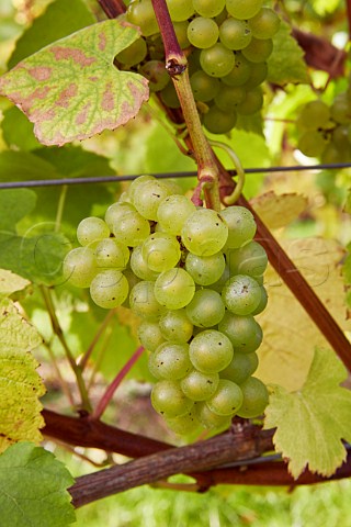 Chardonnay grapes at Mount Harry Vineyard of Sugrue South Downs sparkling wine  Offham near Lewes Sussex England