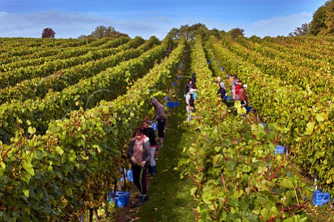 Picking Chardonnay grapes in Mount Harry Vineyard of Sugrue South Downs sparkling wine  Offham near Lewes Sussex England