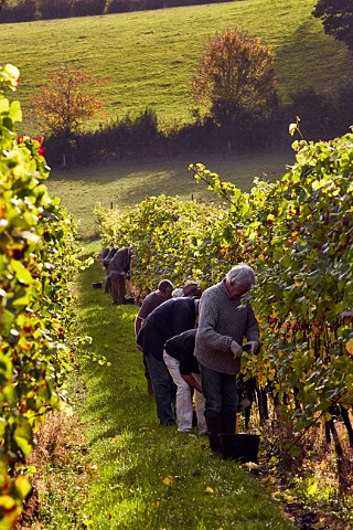 Picking Pinot Noir grapes in Mount Harry Vineyard of Sugrue South Downs sparkling wine  Offham near Lewes Sussex England