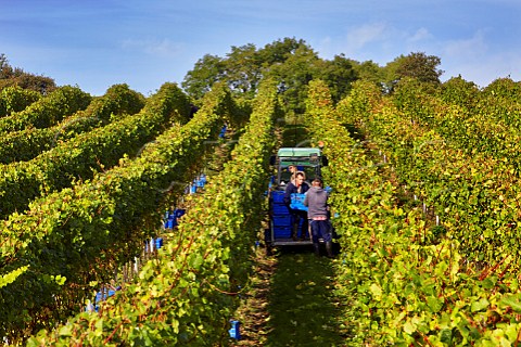 Collecting crates of harvested grapes in Mount Harry Vineyard of Sugrue South Downs sparkling wine  Offham near Lewes Sussex England