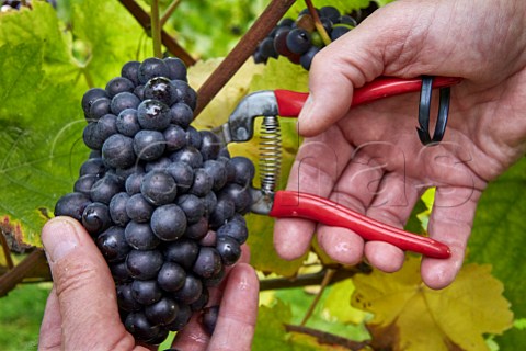 Harvesting Pinot Noir grapes in Mount Harry Vineyard of Sugrue South Downs sparkling wine  Offham near Lewes Sussex England