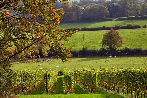 Mount Harry Vineyard of Sugrue South Downs sparkling wine  Offham near Lewes Sussex England