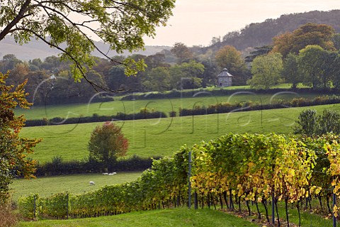 Mount Harry Vineyard of Sugrue South Downs sparkling wine  Offham near Lewes Sussex England
