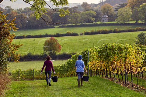 Grape pickers at Mount Harry Vineyard of Sugrue South Downs sparkling wine Offham near Lewes Sussex England