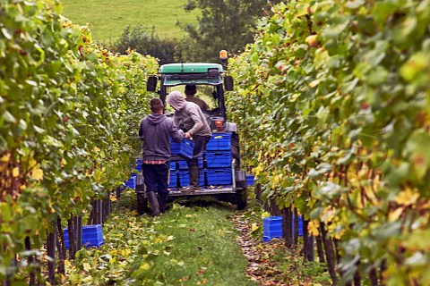 Collecting crates of harvested Chardonnay grapes in Mount Harry Vineyard of Sugrue South Downs sparkling wine  Offham near Lewes Sussex England