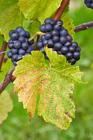 Pinot Noir grapes in Mount Harry Vineyard of Sugrue South Downs sparkling wine  Offham near Lewes Sussex England