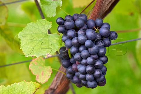 Pinot Noir grapes grapes in Mount Harry Vineyard of Sugrue South Downs sparkling wine  Offham near Lewes Sussex England