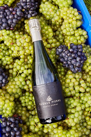 Bottle of the awardwinning Sugrue Pierre sparkling wine with crate of harvested Chardonnay and Pinot Noir grapes from Mount Harry Vineyard Offham near Lewes Sussex England