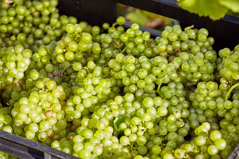 Crate of harvested Chardonnay grapes in Bride Valley Vineyard Litton Cheney Dorset England