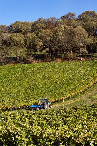 Bride Valley Vineyard  tractor at harvest time Litton Cheney Dorset England
