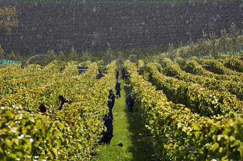 Rain shower and sunshine during grape harvest at Bride Valley Vineyard Litton Cheney Dorset England
