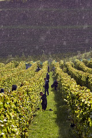 Rain shower and sunshine during grape harvest at Bride Valley Vineyard Litton Cheney Dorset England