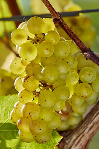 Chardonnay grapes of Bride Valley Vineyard Litton Cheney Dorset England