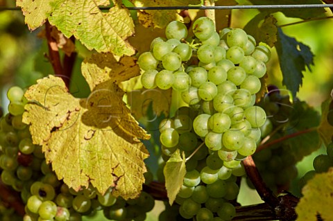 Chardonnay grapes of Bride Valley Vineyard Litton Cheney Dorset England