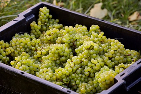 Crate of harvested Chardonnay grapes at Bride Valley Vineyard Litton Cheney Dorset England