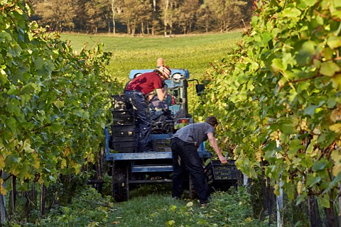 Collecting crates of harvested Chardonnay grapes at Bride Valley Vineyard Litton Cheney Dorset England