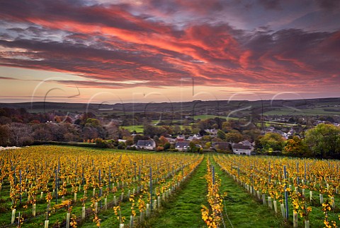 Young Chardonnay vines of Bride Valley Vineyard with dawn breaking over village of Litton Cheney Dorset England