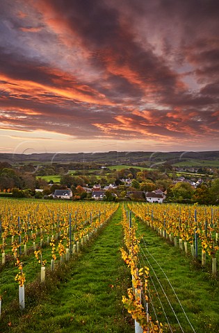 Young Chardonnay vines of Bride Valley Vineyard with dawn breaking over village of Litton Cheney Dorset England