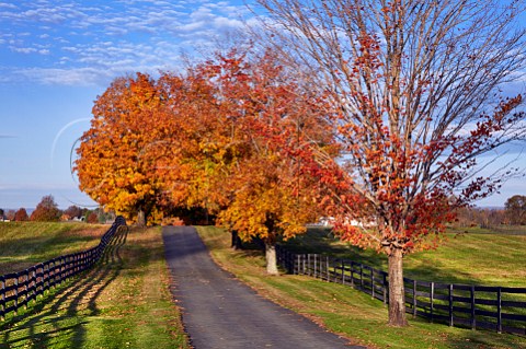 Autumnal trees along farm drive Middleburg Virginia USA