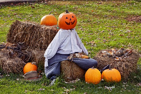 Halloween display with pumpkins at Fabbioli Cellars Leesburg Virginia USA