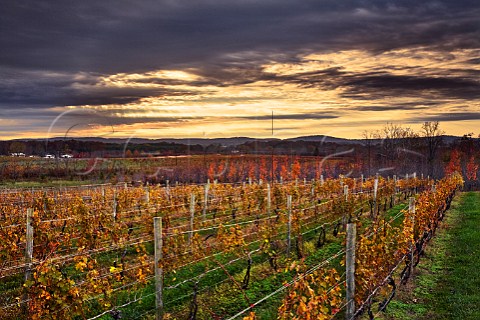 Autumnal vineyard of Tarara Winery at dusk Leesburg Virginia USA