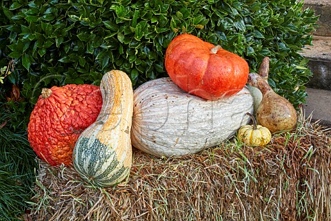 Pumpkin display in the gardens of the Mark Addy Inn with the Blue Ridge Mountains in distance Nellysford Virginia USA