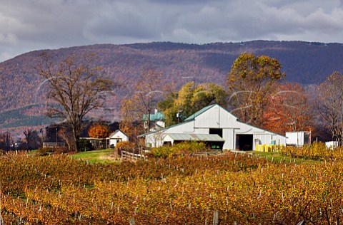 Autumnal Chardonnay vineyard of Cardinal Point Winery with the Blue Ridge Mountains in distance Afton Virginia USA Monticello AVA