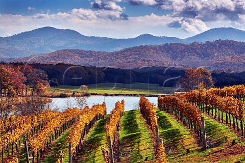 Autumnal Petit Verdot vines of Afton Mountain Vineyards Afton Virginia USA Monticello AVA