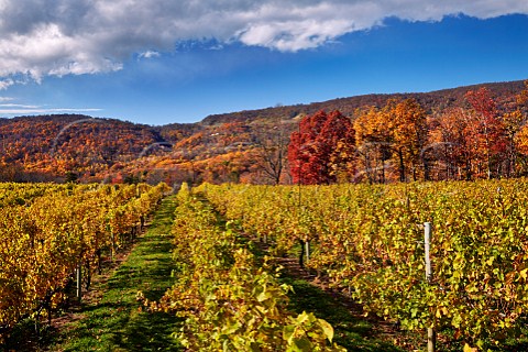 Autumnal Chardonnay vineyard of Veritas Winery high in the Blue Ridge Mountains Afton Virginia USA  Monticello AVA