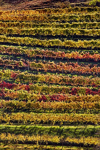 Autumnal terraced vineyard of DelFosse winery Faber Virginia USA Monticello AVA