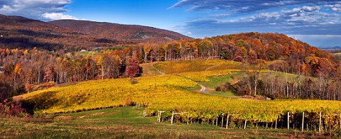 Autumnal Chardonnay and Sauvignon Blanc vineyards of Veritas Winery high in the Blue Ridge Mountains Afton Virginia USA Monticello AVA