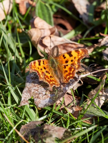 Comma butterfly sunning itself on a dead leaf Hurst Meadows West Molesey Surrey England