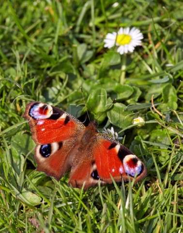 Peacock butterfly sunning itself on the grass after waking from hibernation Hurst Meadows West Molesey Surrey England