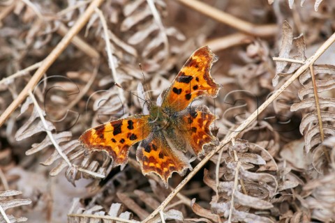 Comma butterfly on dead bracken after waking from hibernation Bookham Common Surrey England