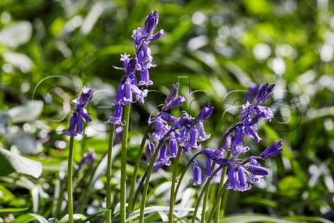 Bluebells flowering in spring West End Common Esher Surrey England